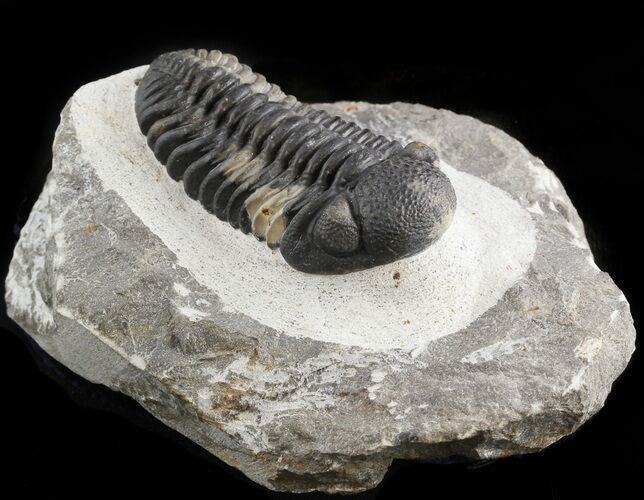 Austerops Trilobite - Nice Preperation #46715
